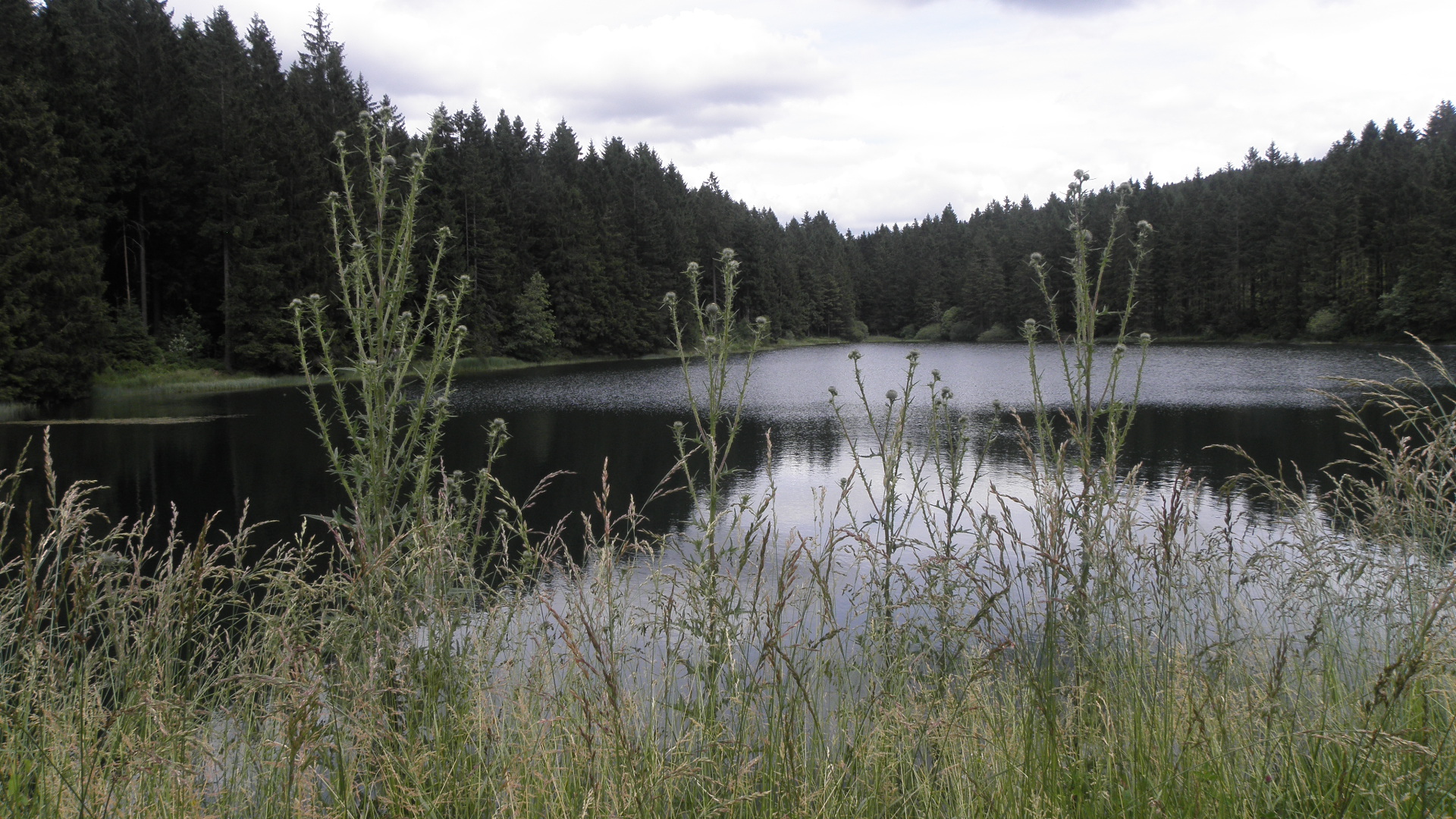 Ein Oberharzer Teich, im Vordergrund hohe Gräser und Kräuter auf dem Damm