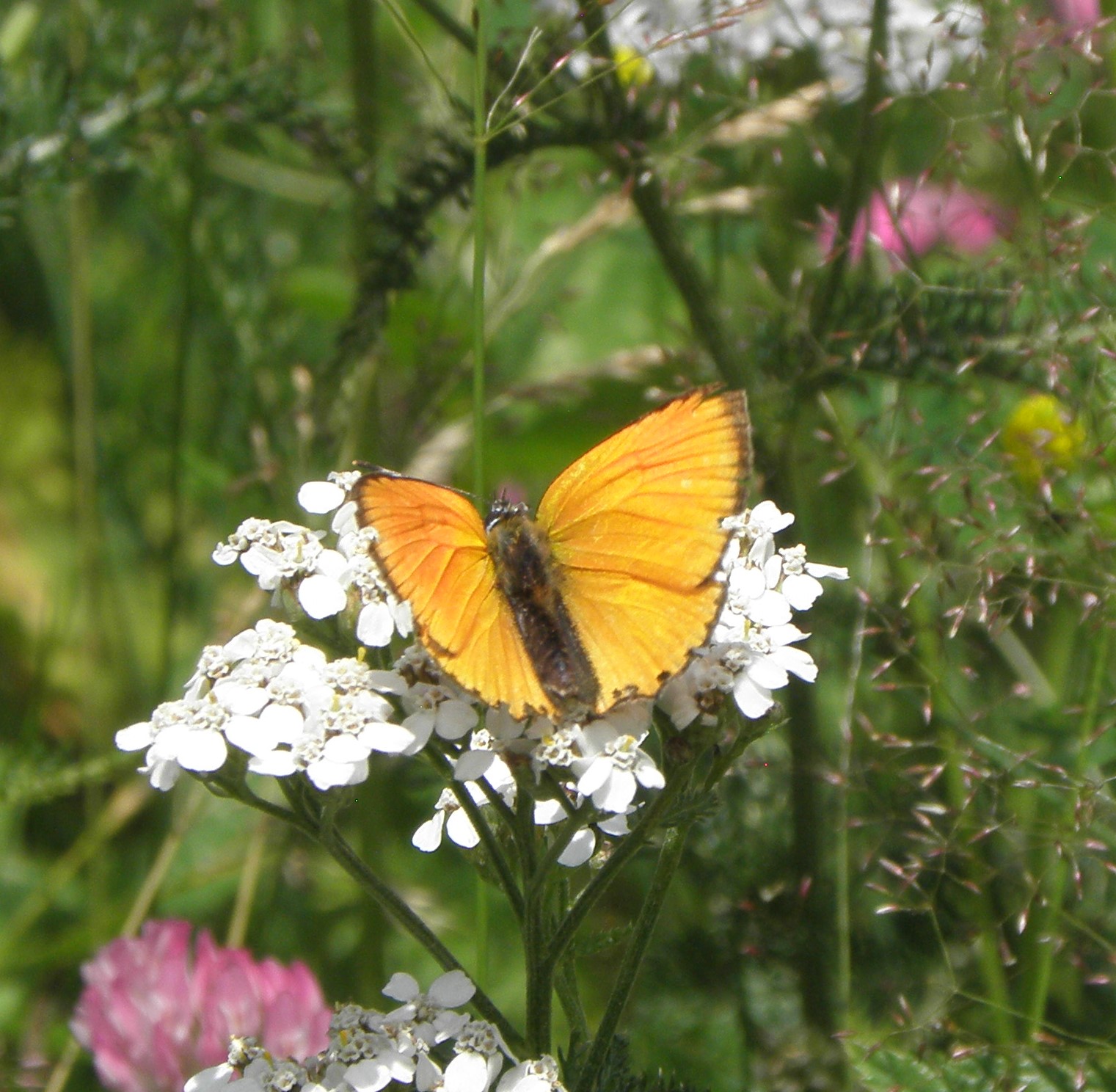 Ein gelb-oranger Schmetterling sitzt auf einer weißen Blüte. Der Grosse Feuerfalter sucht Nektar an eine Schafgarbe