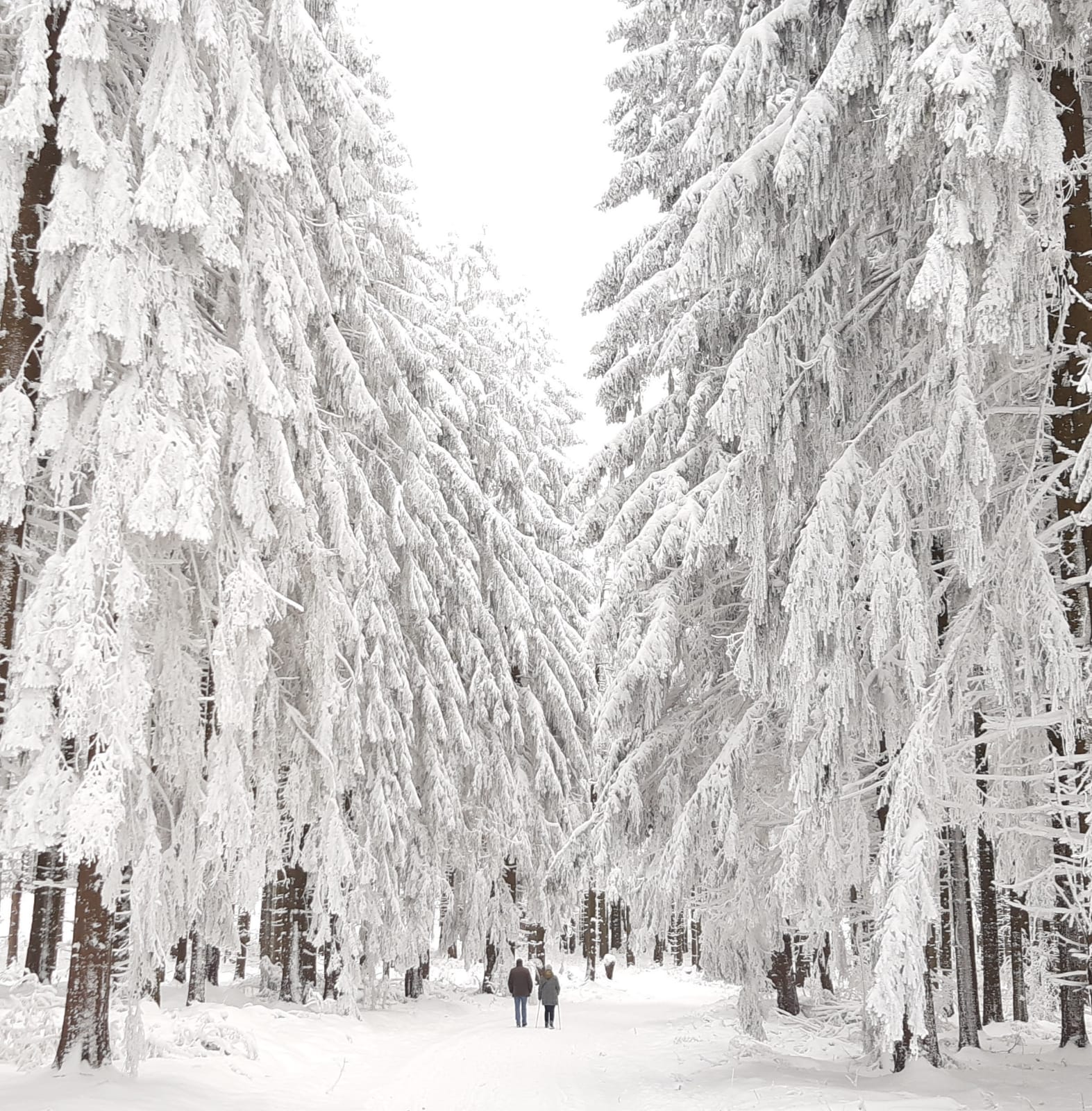 2 Menschen gehen auf einem Weg im tiefverschneiten Fichten-Hochwald. Sie erscheinen sehr klein inmitten der Natur.