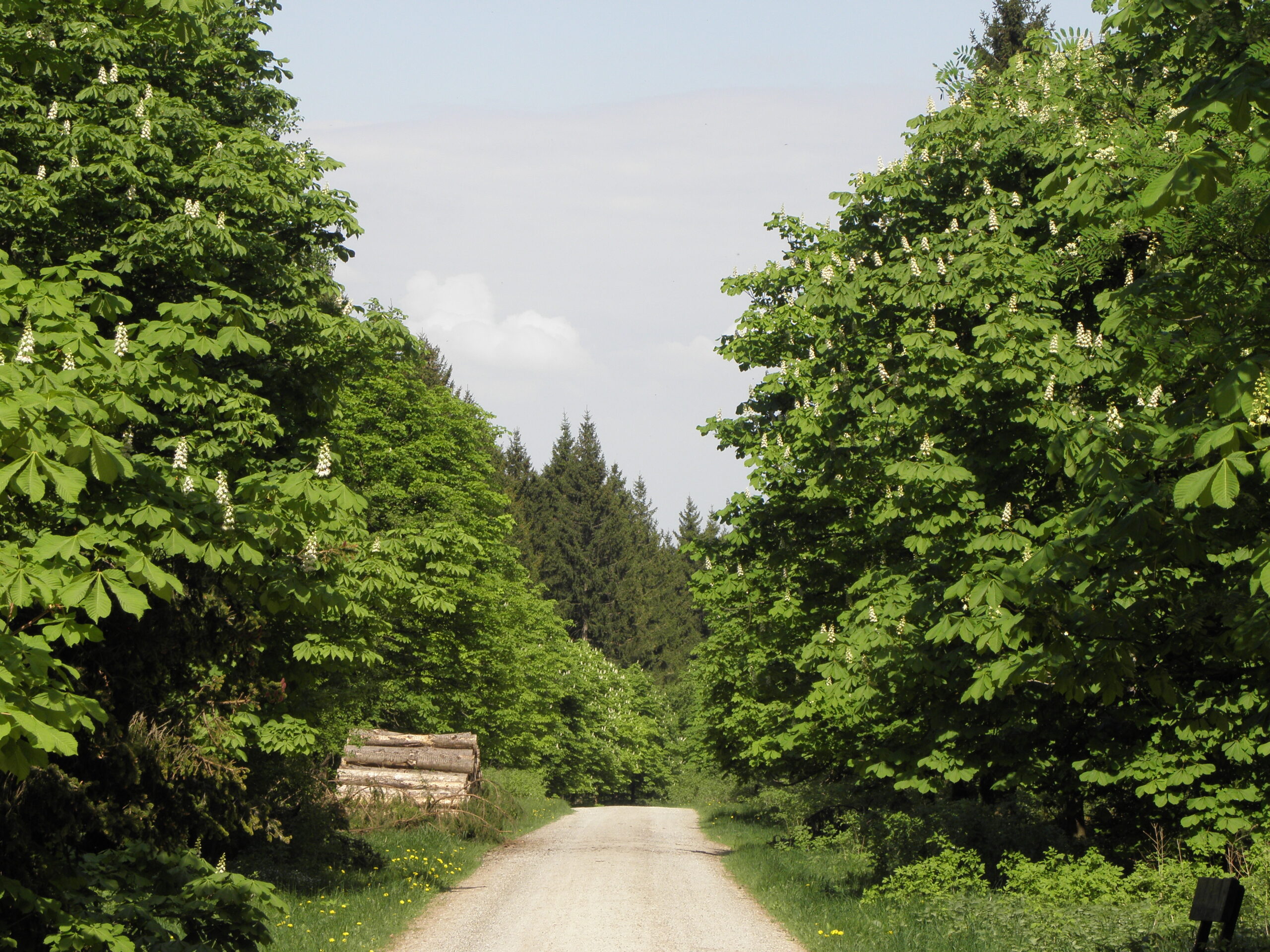 Ein breiter Wanderweg führt entlang blühender Kastanienbäume. Am Wegesrand sind Holzstapel