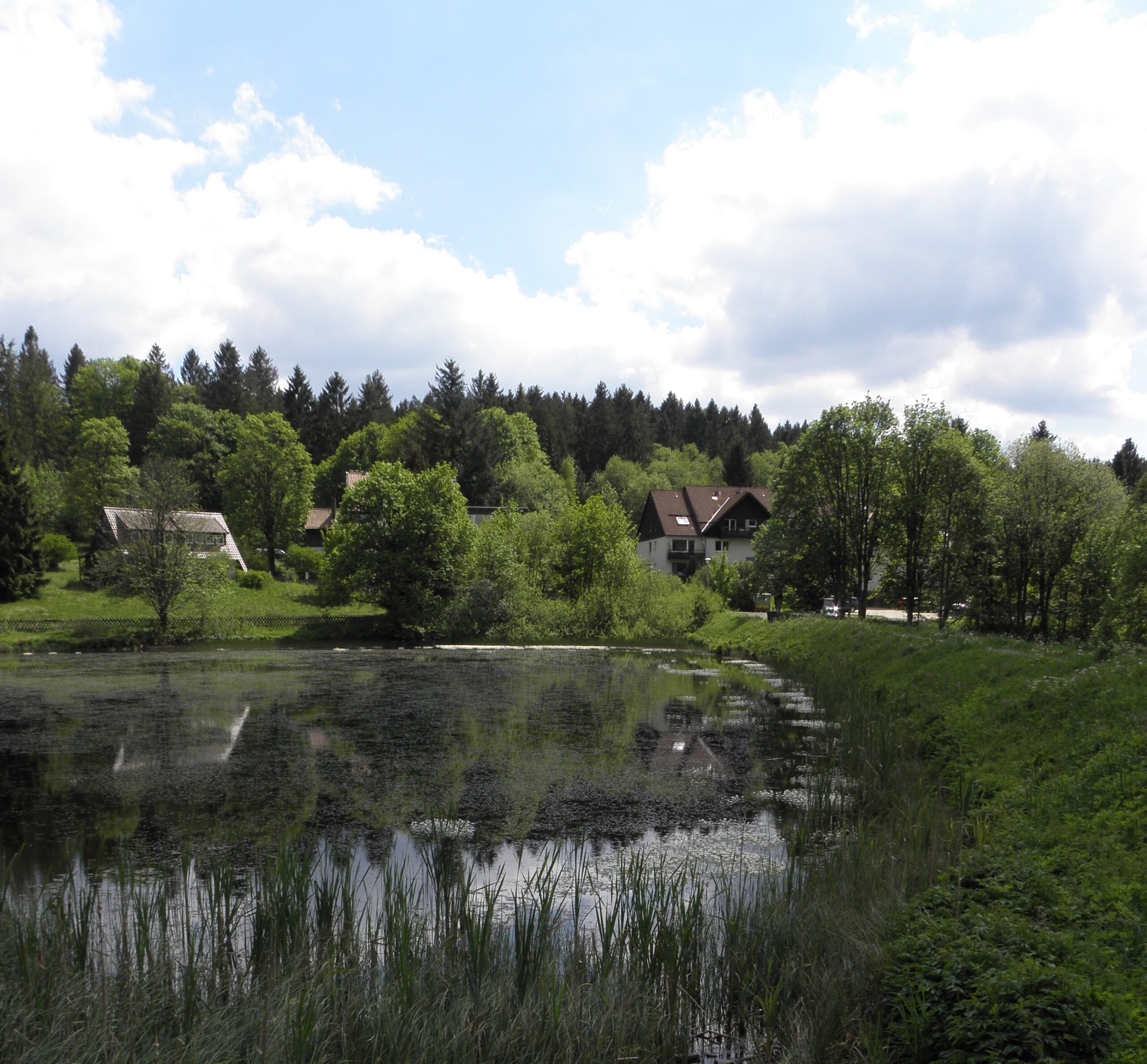 Im Vordergrund Schilf und ein Teich, der Untere Flößteich in Bockswiese. Dahinter mehrere Häuser