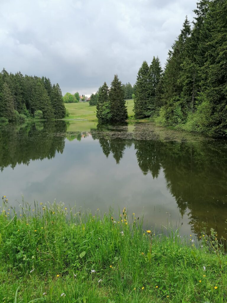 Fichten spiegeln sich bei Windstille in einem Teich.