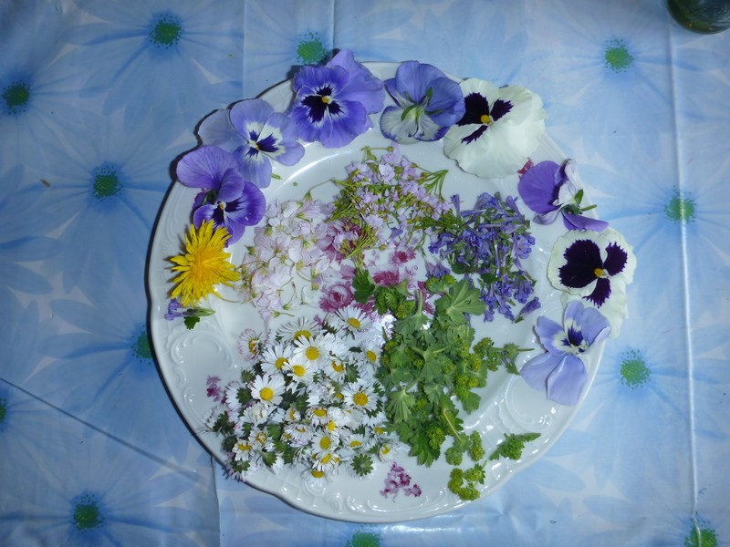 auf einem Teller sind essbare Blüten: Gänseblümchen, Stiefmütterchen,Löwenzahn, Mädesüß