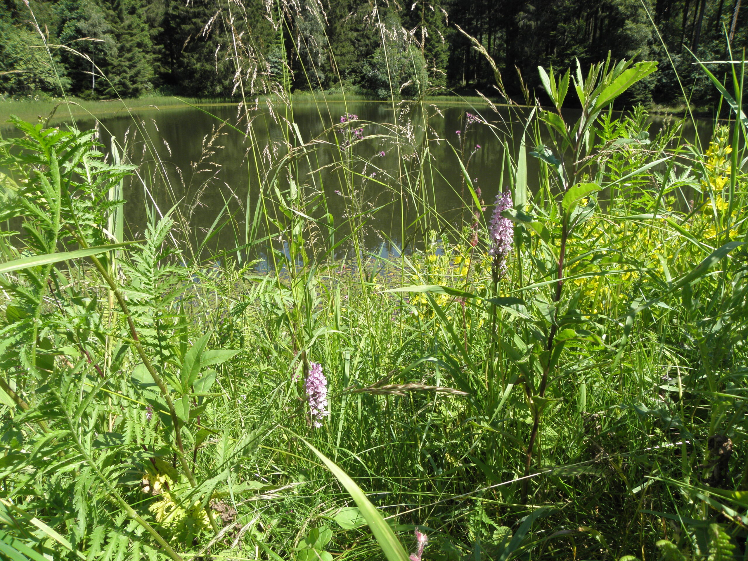 Ein Oberharzer Teich mit 2 Orchideen im Vordergrund