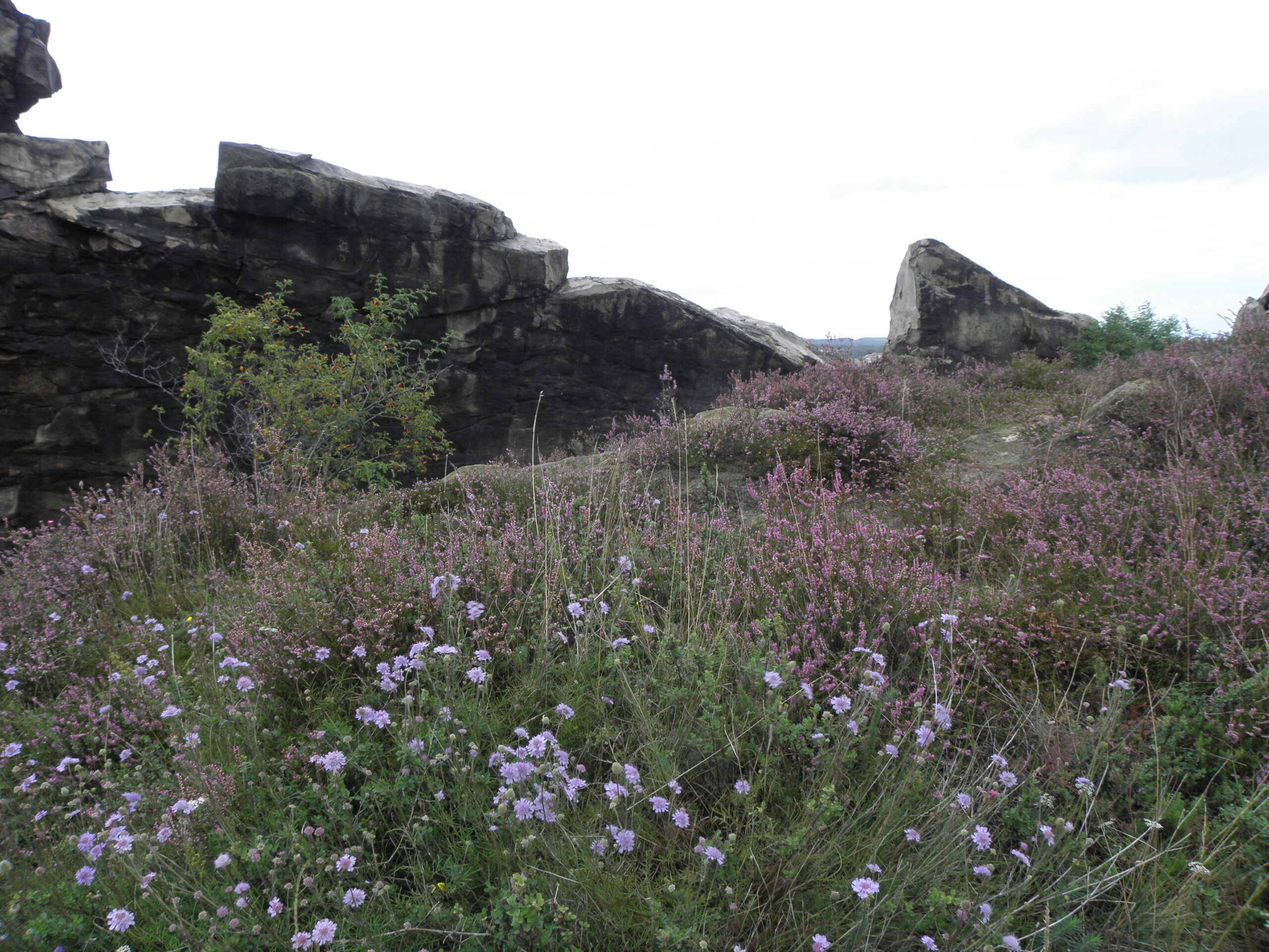 Schroffe Klippen erheben sich über zart violetten Blüten, Die Felsen sind die sog. Teufelsmauer bei Blankenburg im Nordharz