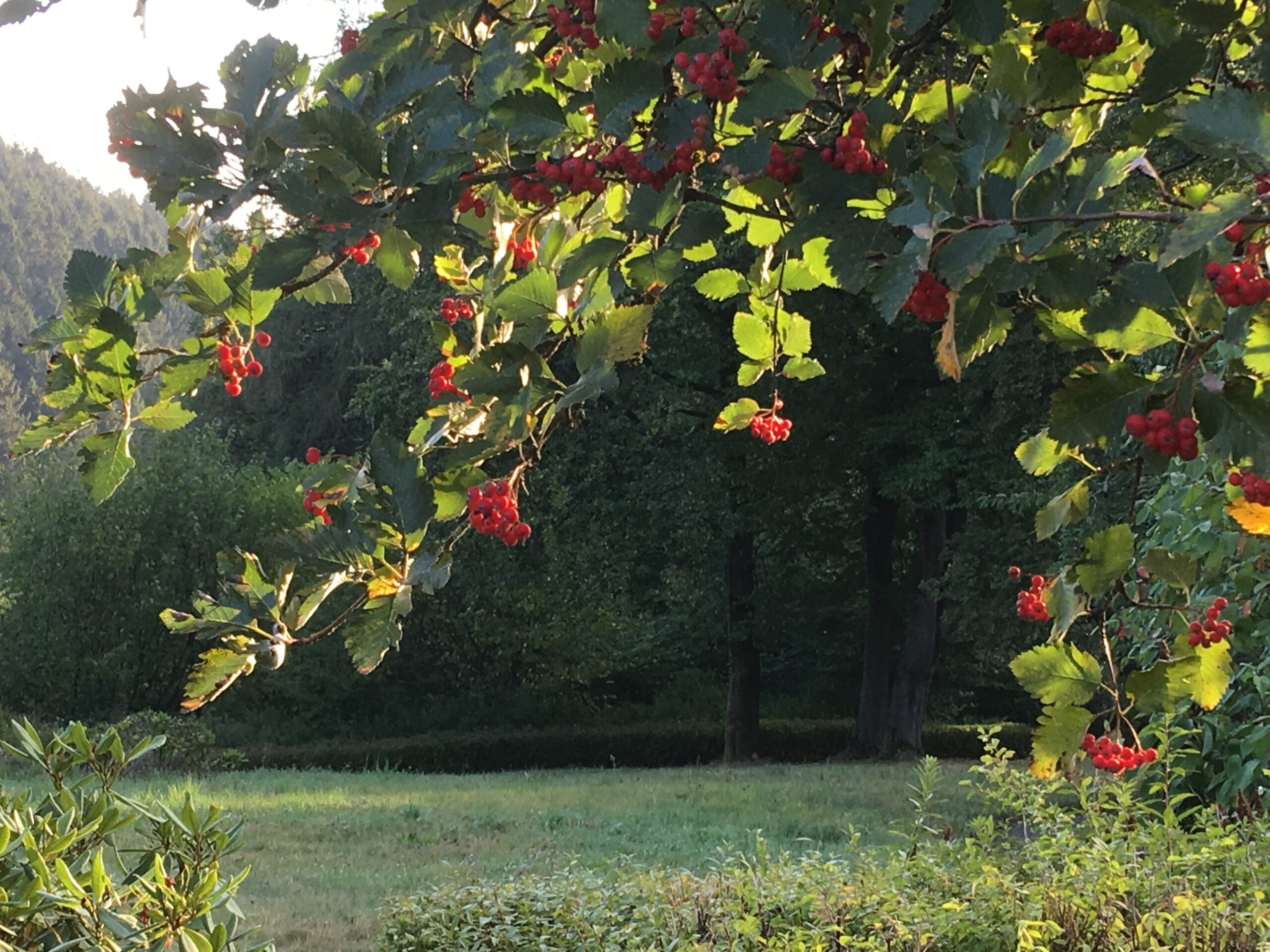 Der Zweig einer Mehlbeere hängt voll roter Früchte (Beeren)