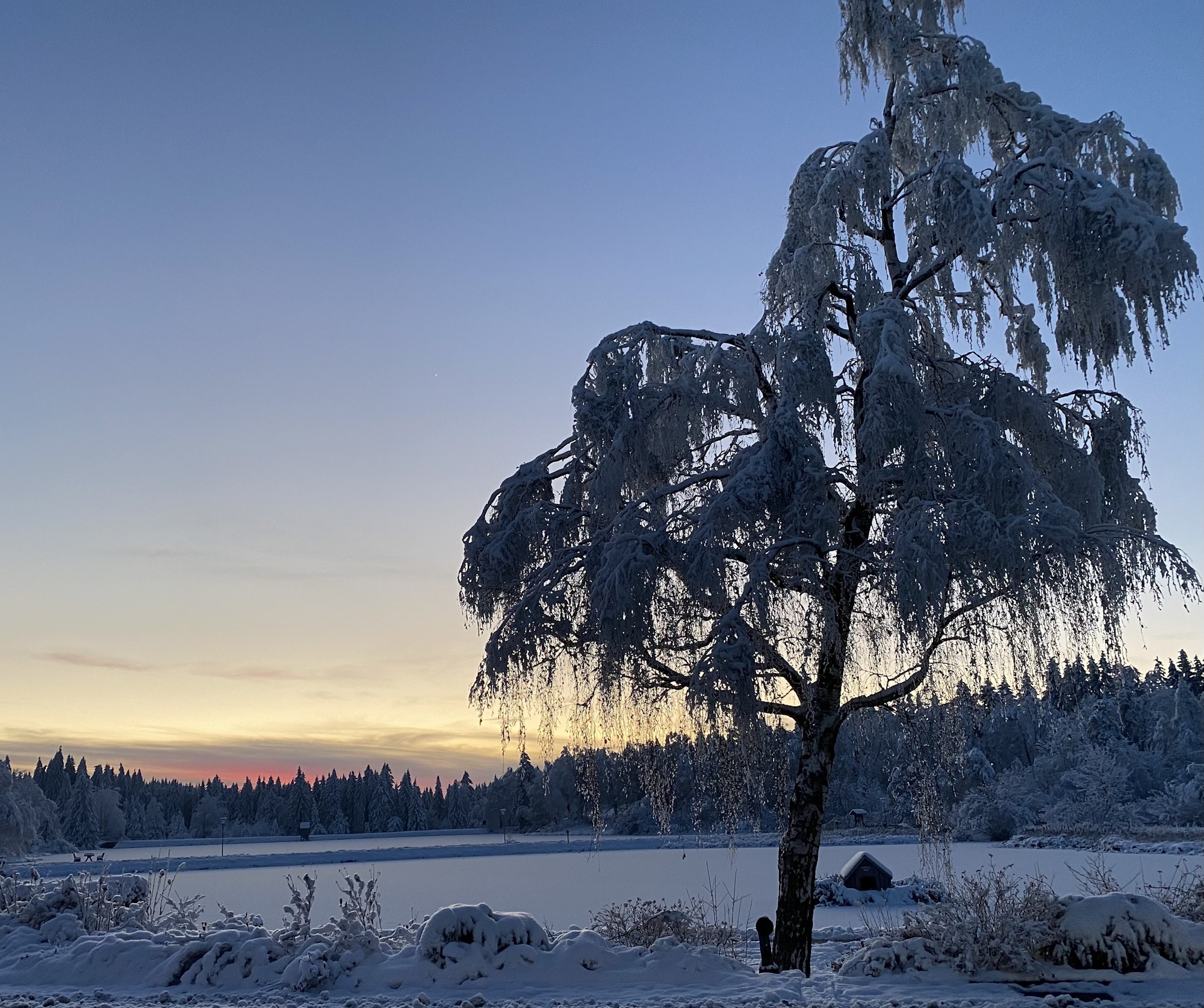 Eine Birke im Winter ohne Laub mit Raureif steht vor einem zugefrorenen teich. Im Hintergrund geht die Sonne orange-rot unter
