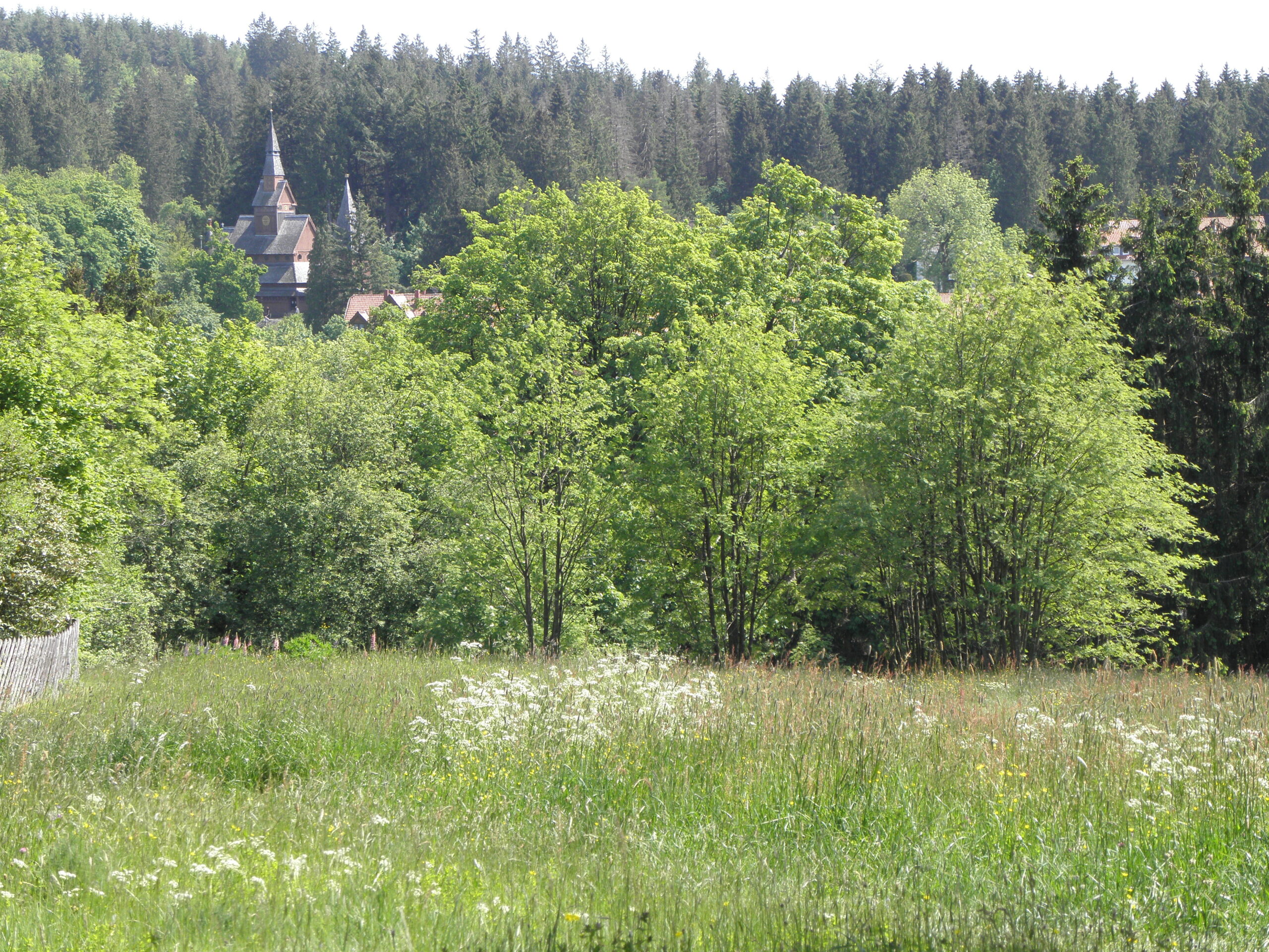 Vor uns befindet sich eine blühende Bergwiese. Hinter einer Baumgruppe ist die Stabkirche Hahnenklee erkennbar.