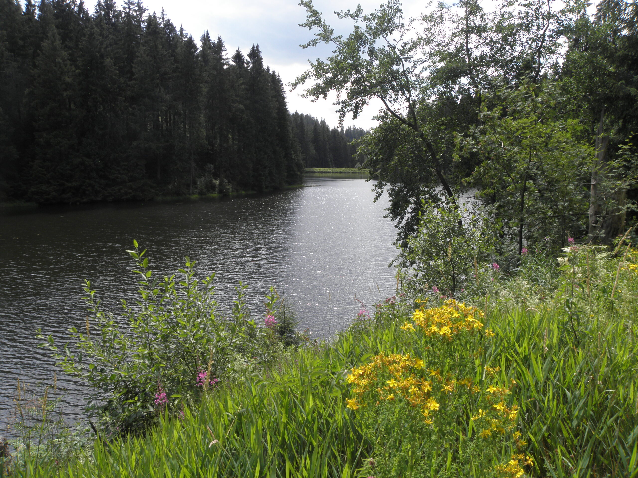 Ein Oberharzer Teich