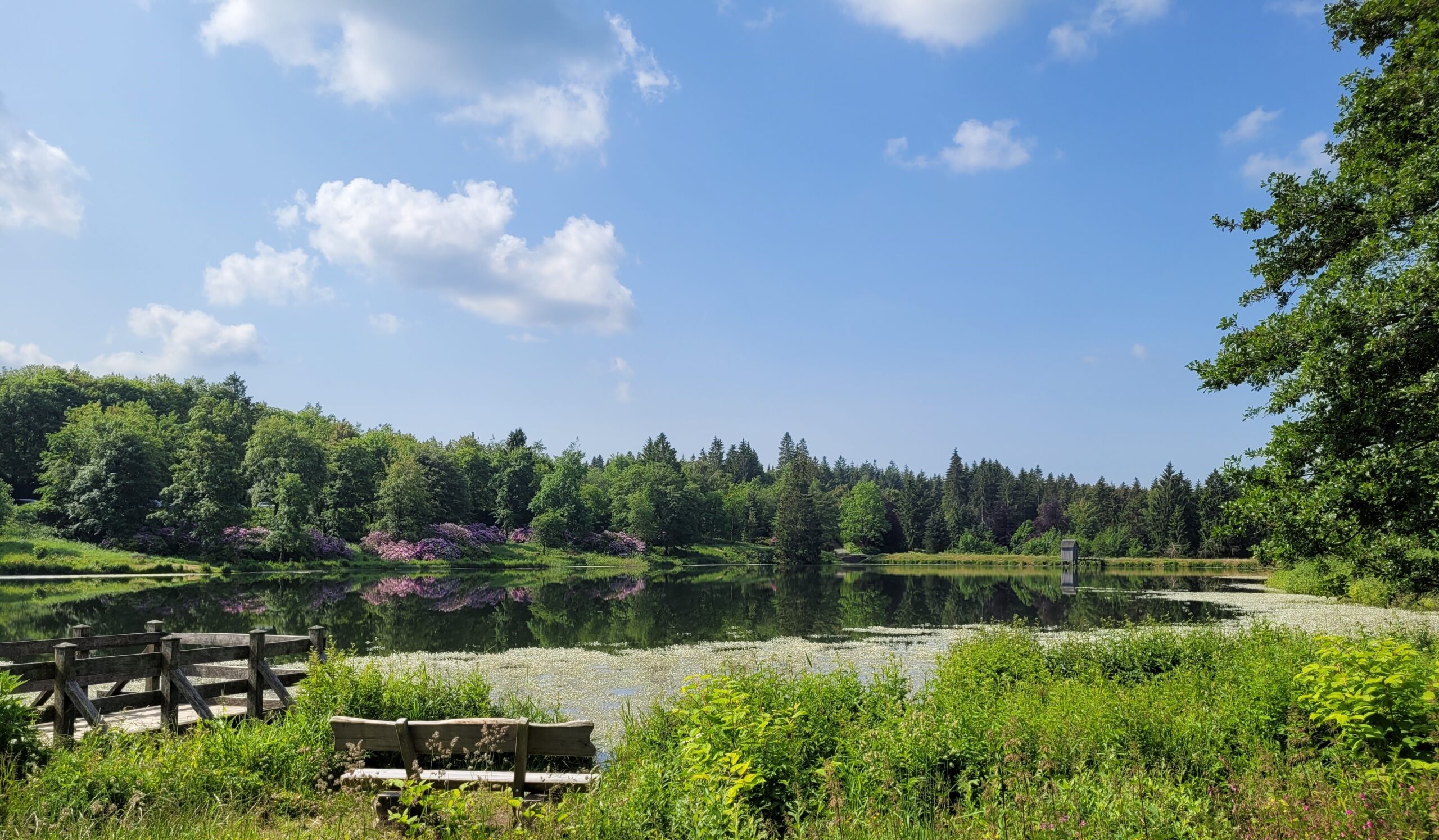 Der Große Kranicher Teich in Hahnenklee. Im Vordergrund ein barrierefreier Steg und eine Bank. Blichk über den Teich. Der Wasserhahnenfuß blüht weiß. Rhododendren spiegeln sich am Teichufer im Wasser. Am Damm steht ein Striegelhaus