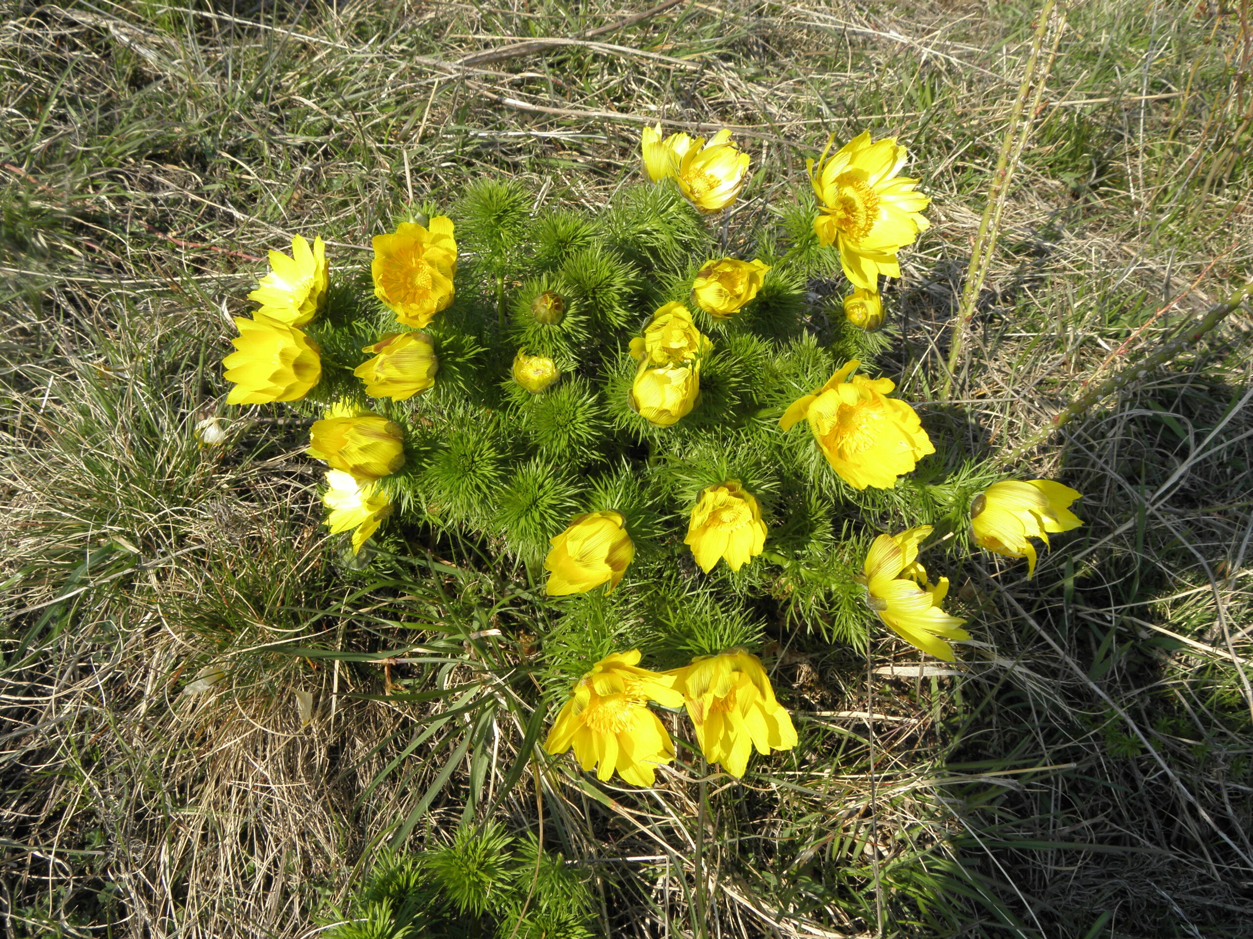 Gelbe Blüten des donisröschen leuchten im Sonnenschein