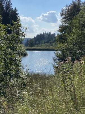 Die Sommersonne lässt das Wasser des Unteren Spiegeltaler Teiches glitzern.