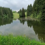 Auerhahnteich, Blick vom Damm zum Auerhahn Fichten spiegeln sich bei Windstille in einem Teich.