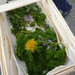 essbare Wildkräuter