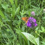 Knabenkraut und Perlmuttfalter